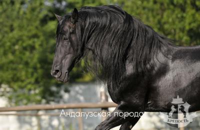 Андалузская порода лошадей